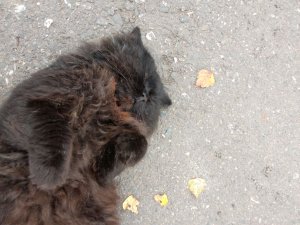 прямое включение