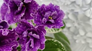 Фиалка SV-Космические Ежи