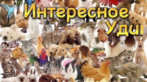 Удивительные и поразительные хамелеоны| Смешные пушистые друзья| 18 выпуск от 30.09.2025.