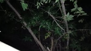 Построенная площадка из палок на вершине деревьев в лесу.