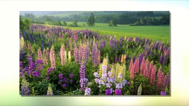 Ramio Lin - Evangelion 8