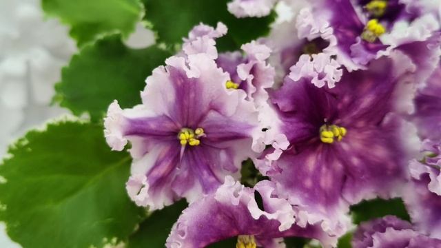 Фиалка МТ-Сладкая Фантазия