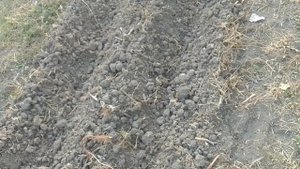 Предлагаю спаржу. Корневища и семена.