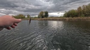 Раздача окуня на озере.Микроджиг.