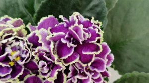 Фиалка ВаТ-Классический Вкус