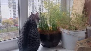 Вместо травки