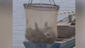 Браконьеры на Сахалине закрыли лососю путь на нерест / События на ТВЦ