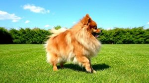 Веселые собачки