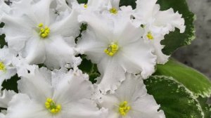 Фиалка ЛИС-Поиграй Снежинками