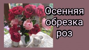 Осенняя обрезка роз. Сад в Ленинградской области.