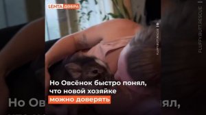 История поросёнка Овсёнка.Доброта спасёт мир.