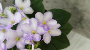 Фиалка трейлер Белый Клоун (спорт от сорта ГЕА-Весёлый Клоун)