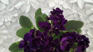 Фиалка ЛЕ-Мия