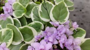 Фиалка химера трейлер Жемчужный Восторг