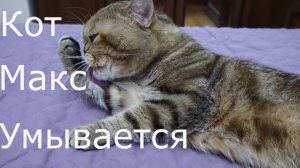 Кот Максик умывается №1
