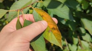 Осенняя обработка сада: комплексный подход к защите от болезней и вредителей