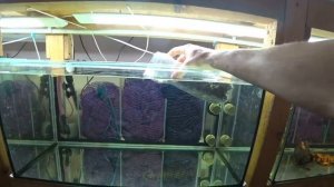 ЧТО СЛУЧИЛОСЬ СО СКАЛЯРИЕЙ