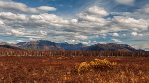 Камчатский край. Ганальская тундра.Сентябрь.Purrple Cat.