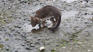 Семья  Кошек)