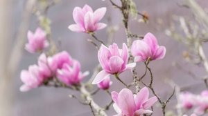 Весна у нас капризная (на стихи Людмилы Свирской)