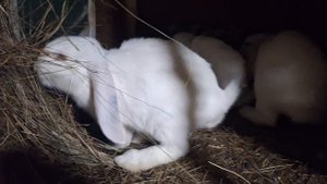 Французские бараны. Обзор 2 рабочих самца и молодёжь.