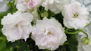 Фиалка МТ-Кокилье