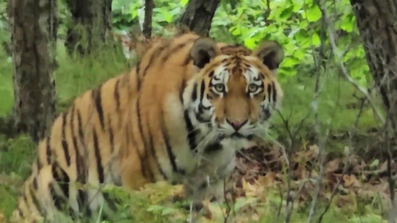 В России устранили угрозу вымирания амурских тигров