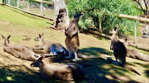 198. Остров Тасмания, Австралия