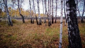 Осенняя грибалка 2025 / Прогулка по лесу релакс
