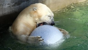 У Кая утренняя разминка с шаром