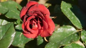 22==09==2025  ПВН  КМР   (222)