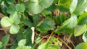 Садовая земляника после урагана и града.