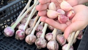 🟣САЖАЮ ЧЕСНОК 🧄 КАК ВЫРАСТИТЬ КРУПНЫЙ ЧЕСНОК В ПРИРОДНОМ ЗЕМЛЕДЕЛИИ 🏡🧄🤗