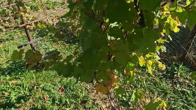 Виноград итоги 2025 года самарская обл смотреть онлайн