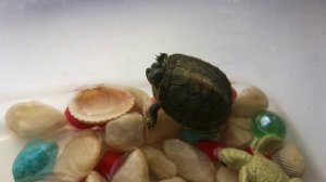 Красноухая черепашка