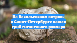 На Васильевском острове в Санкт-Петербурге нашли гриб гигантского размера