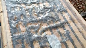 Последняя обработка в сезоне.