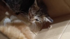 📦Доброе утро в воскресенье 
начинается с пополнения в КотоДоме больными, блохастыми, маленькими шип