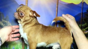 Провожаем в НОВЫЙ дом Витязь 28.09.25 #купитьчихуахуапродаю +79215950848