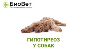 Гипотиреоз