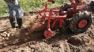 Мотоблок мтз и кфт-2. Копка картофеля.