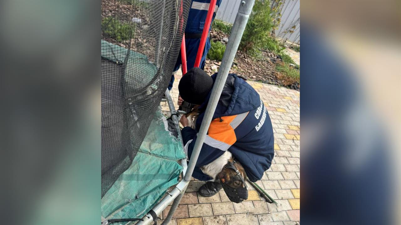 В Уфе спасли застрявшую в детском батуте собаку