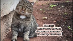 ДНЕВНИК лесного кота Барсика: «Зажировка началась» - 25 сентября 2025 года