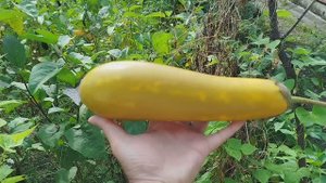 Громадный баклажан)