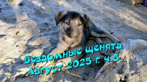 Бездомные щенята. Август 2025 г. ч.5
