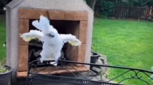 Кеша и Рок-н-ролл 🫣🦜🐦🔥