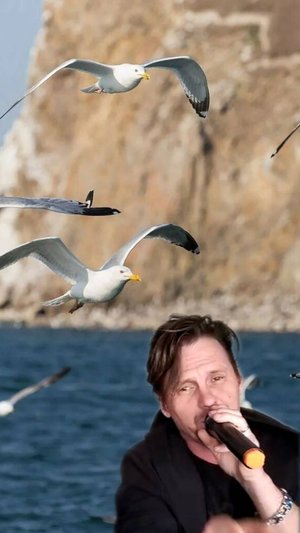 Чайки Добряков Денис