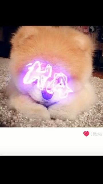 Like_7489378369255198017.mp4