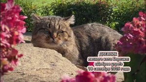 ДНЕВНИК лесного кота Барсика: «Доброе утро» 18 сентября 2025 года