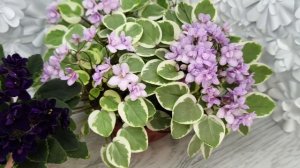 Фиалка ЛЕ-Мия и химера трейлер Жемчужный Восторг